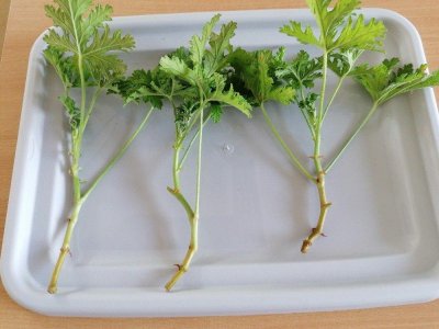 Projekt VODĚNKA A PELARGONIE