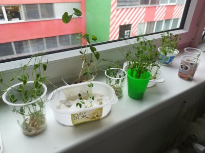 Pozorování klíčení čočky, hrachu a fazolí 