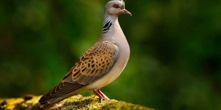 Slavíme Mezinárodní den ptačího zpěvu